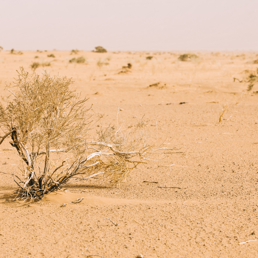 البحث والتطوير ال